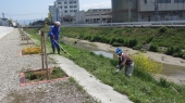 岡崎川草刈り