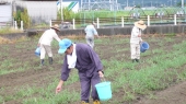 菜の花の「種まき」