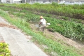 岡崎川遊歩道草刈り