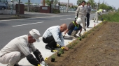 大和中央道にガザニア植栽