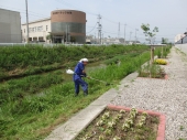 岡崎川草刈り